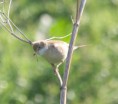 /album/my-local-birding-gallery/whitethroat-carrying-caterpillar-on-ossett-reserve-jpg/
